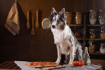 Fototapeta na wymiar Dog at the table with pizza. Border Collie in the kitchen.