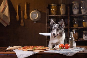 Fototapeta na wymiar Dog at the table with pizza holds a knife. Border Collie in the kitchen.