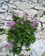 Adenostyles alliariae plant with pink flowers in the mountain