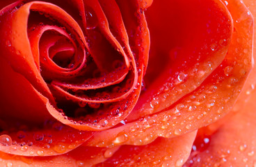 Red rose flower close-up, valentine's day card, concept, background idea