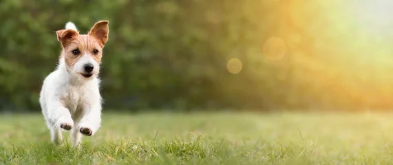 Poster Im Rahmen Frühling, Sommerkonzept, verspielter glücklicher Hundewelpe, der im Gras läuft und mit lustigen Ohren hört © Reddogs