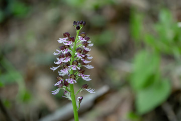 Macro of lady orchid, (Orchis purpurea), Spain