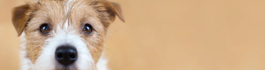 Gordijnen Web banner of a beautiful cute obedient jack russell terrier pet dog face, close-up © Reddogs