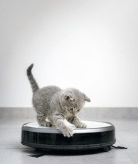 a gray kitten with robot vacuum cleaner