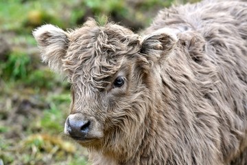 Fototapeta premium portrait of a scottish highlander calf
