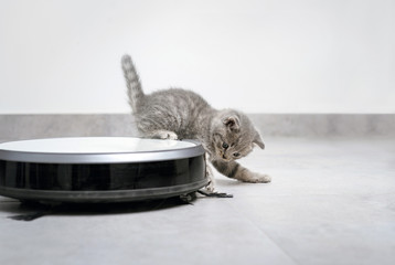 a gray kitten with robot vacuum cleaner