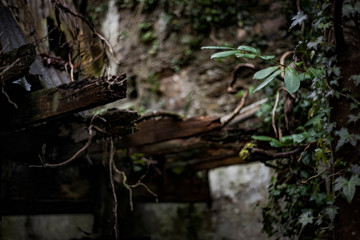 Obraz premium Abandoned 