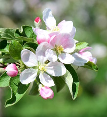 Apfelbaum Blüten - Apfelbaumblüte in Südtirol