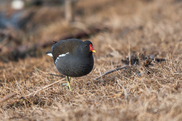 Common moorhen walking on the grass