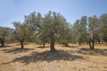 Olive plantation in sun day. Old obsolete olive trees. European olive (Olea europaea) plantation of olive trees. Rhodes, Greece