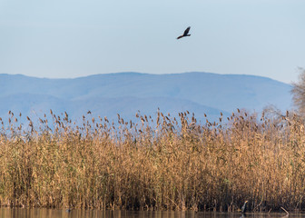A marsh harrier flying above some reeds in a wetland