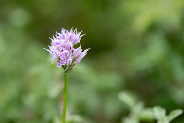 Flower of a three-toothed orchid (Neotinea tridentata) a wild orchid in Europe.