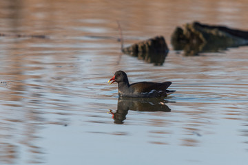 A common moorhen calls while it swims on the water