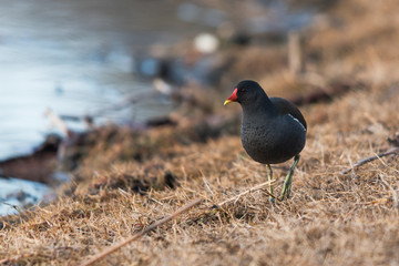 A common moorhen walks on the grass on the shore