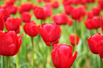 真っ赤なチューリップ