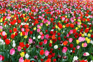 カラフルなチューリップ