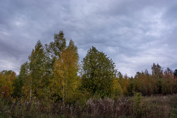 Fototapeta premium Autumn landscape. Russian nature. Trees at windy day.