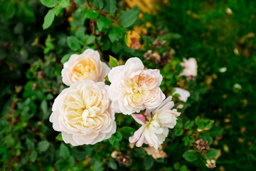 Obraz na płótnie Canvas Beautiful flowers in the garden. White roses on the bush. Green background.