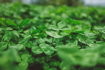 Close-up of green leaves. Grass in the garden. Beautiful backround.