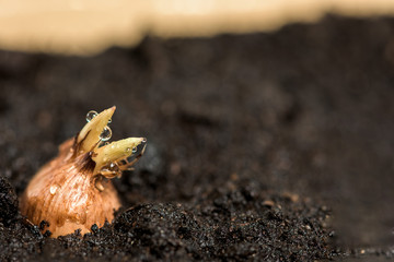 planting bulbs in the ground in a bowl at home. the next flower