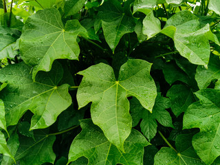 Fresh green foliage with water drops after rain. Beautiful Jatropha curcas plants in closeup