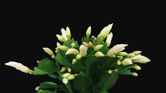 Time-lapse of growing and blooming white Christmas cactus (Schlumbergera) 3d3 in RGB + ALPHA matte format isolated on white background
