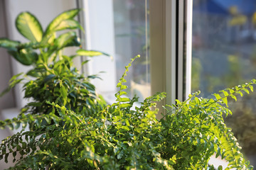 Beautiful potted plants near window at home, closeup