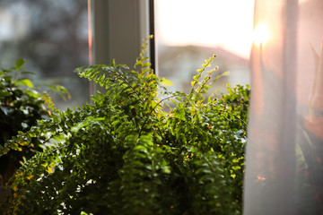 Beautiful fern plant near window at home, closeup
