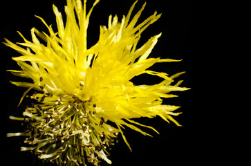 Yellow Seeds of hairy grass on a black background
