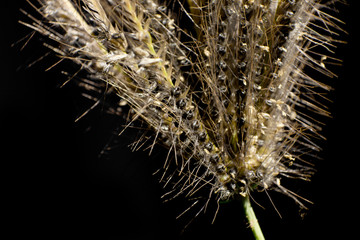 Seeds of hairy grass on a black background