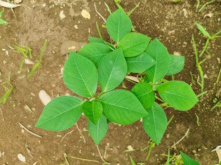 Nature view of Euphorbia heterophylla plant. Beautiful and fresh tropical green leaves in garden