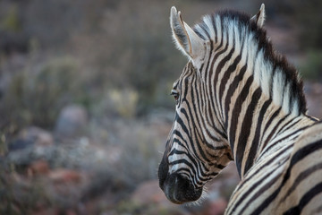 Fototapeta na wymiar Plains zebra (Equus quagga, formerly Equus burchellii). Karoo, Western Cape, South Africa.