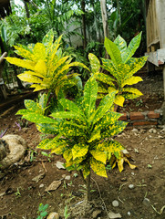 Nature view of croton plant with beautiful green and yellow leaves in garden © Chaidira