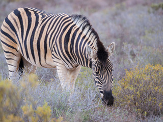 Plains zebra (Equus quagga, formerly Equus burchellii) grazing. Karoo, Western Cape, South Africa.