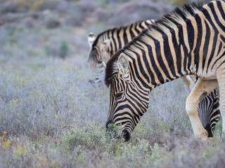 Plains zebra (Equus quagga, formerly Equus burchellii) grazing. Karoo, Western Cape, South Africa.