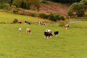 herd of cows grazing in field