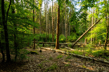 Las powalone drzewa pnie © Dariusz