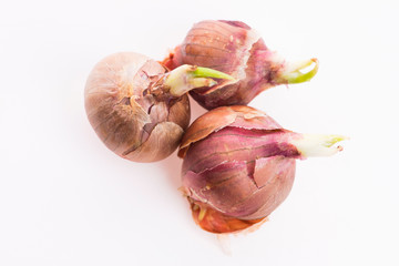 Tree onions, topsetting onions, walking onions or Egyptian onions Allium proliferum