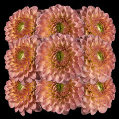 Decorative panel of several pink flowers dahlias on a black background