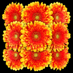 Decorative panel of several yellow with red gerberas on a black background