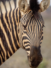 Fototapeta na wymiar Plains zebra (Equus quagga, formerly Equus burchellii). Karoo, Western Cape, South Africa.