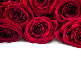 Close up bouquet of red roses on a white background for Valentines day. Isolated on white.