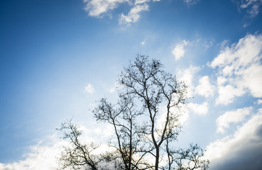 Bare winter tree against dark blue sky with clouds.
