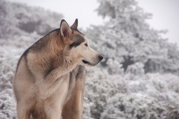 Alaskan malamute en un entorno natural nevado