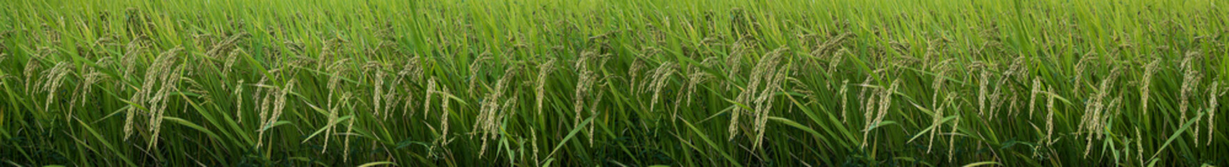 Panoramic view - rice plantation