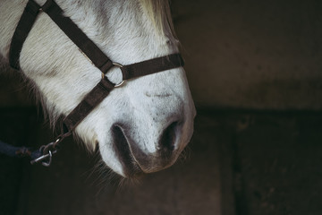 Portrait close up sur les naseaux d'un cheval blanc
