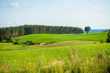 Kaszuby pole łąka las trawa