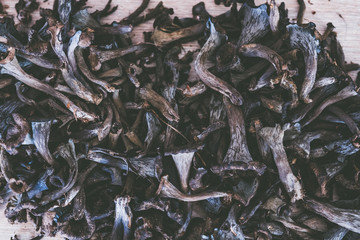 Champignons trompettes de la mort ramassés en foret