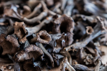 Champignons trompettes de la mort ramassés en foret