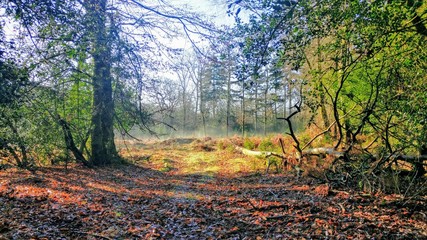 Wilverley Inclosure in Winter, New Forest UK